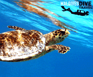 turtle one
