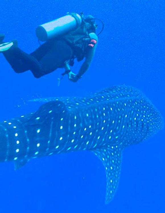 Dive Deal