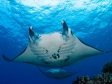 Kono Honu Divers, Honu Ray