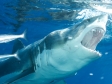 Shark Diving International