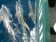 Juliet Liveaboard Bahamas