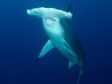 Hammerhead