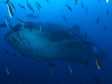 Whaleshark