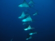 rays