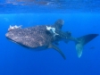 Okeanos Aggressor
