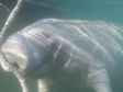 Nu Horizons Manatee Tour