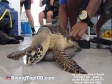 Sea Turle Tagging
